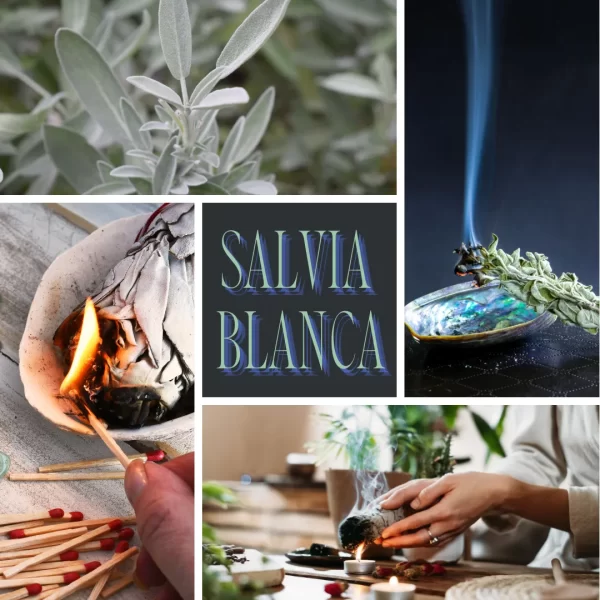 SALVIA BLANCA SAGE Para Limpieza Espiritual Y Smudging - Image 2